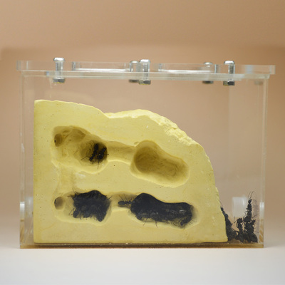 施王蚁馆 迷你小生态 亚克力加石膏原始蚁巢 长宽高11x9x8cm