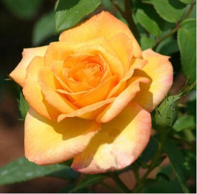 室内庭院植物品种 月季花苗 玫瑰盆栽大花月季苗金奖章带花苞发货