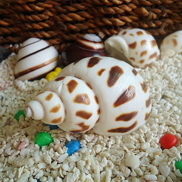 东风螺 3-7cm寄居蟹替换壳备用壳 天然海螺 两栖爬宠水族皆可用