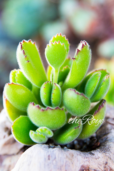 roye多肉 韩国多肉植物 绿熊树 熊童子群生大株20片叶以上