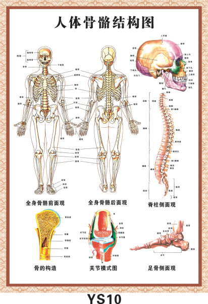 ys10 人體骨骼結構圖 海報掛圖示意圖譜參照圖對照圖片牆貼畫