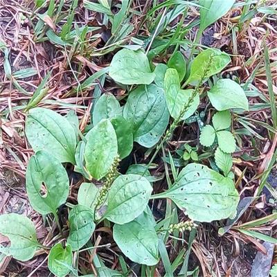 四川野生新鲜车前草车轮菜清热利尿新鲜车前草龟粮可做盆栽小盆景