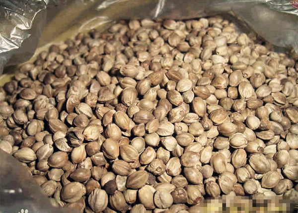 天水优质大麻子 天水著名商家 大颗粒麻籽120g 干炒 零食 包邮