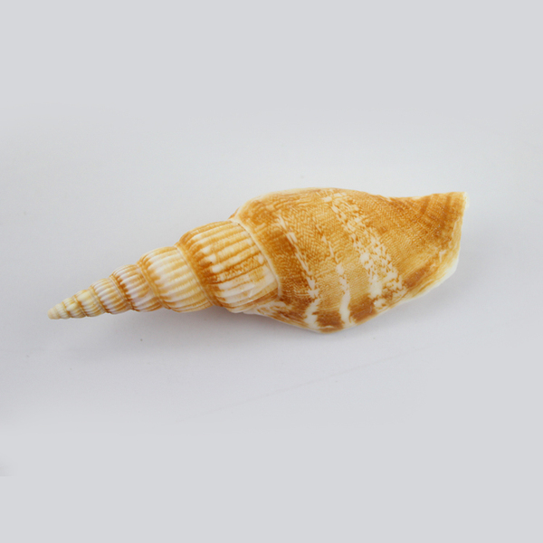 贝壳海螺小金斧火炬螺6厘米鱼缸造景装饰地台墙贴