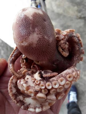 新鲜海鲜活冻熟小章鱼仔八带鱼八爪鱼望潮寿司火锅食材批发