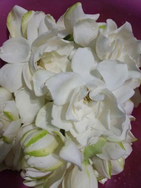 栀子花纯露 1:1鲜花纯露 实际含量270ml