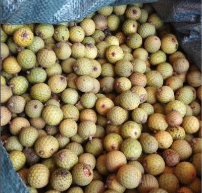 国外进口鲜果黄藤果 星月菩提子原籽元宝籽 带壳湿料 带壳16-20mm