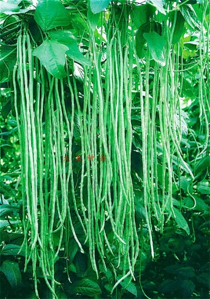东北油豆角蔬菜种子架豆种子/特长901豇豆20g
