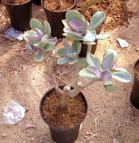 进口多肉植物 稀缺品种 花车锦 单头 肉肉中的白玉兰 精选苗