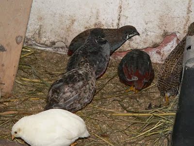 台湾蓝胸鹑 宠物观赏鸟 迷你鹌鹑鸟 活体 一对(夏季建议买种蛋)-淘宝网