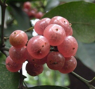 盆栽地栽果树苗 山小橘苗 正宗山小橘树苗当年结果南北方种植