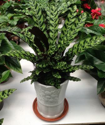 猫眼竹芋 观叶植物 盆栽孔雀竹芋 竹芋/室内小盆栽/高档花卉