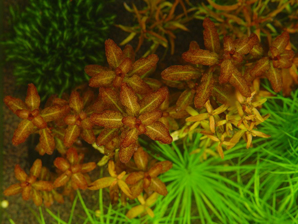 水草 红唇丁香 特价2.18