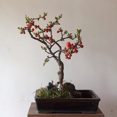 北美海棠 贴梗海棠 海棠盆景桩盆栽 西府海棠复色海棠_价格_评价_怎麼