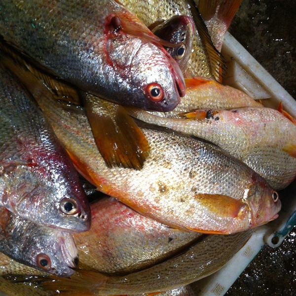 新鮮野生東海黃三魚 園頭春只魚 大蒜瓣肉 口感極佳 新鮮海鮮正品