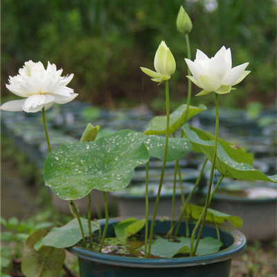 荷花种苗观赏绿植盆栽