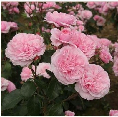 欧洲月季 玫瑰岛(roseninsel)(德国,丰花,粉)扦插小苗