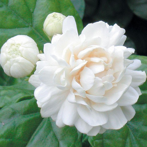 美国ng印度小花茉莉花蜡jasmine sambac wax 5克