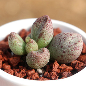 单头玛丽安水泡多肉 花卉绿植盆栽观叶植物 小门牙多肉植物批发