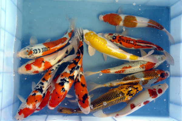 活体观赏鱼宠物鱼 各种花色锦鲤鱼苗 政府公园鱼风水鱼批发零 售