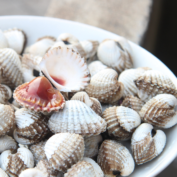 台州特产三门湾血蛤 花蛤 贝类制品血蚌 鲜活海鲜水产产地直发
