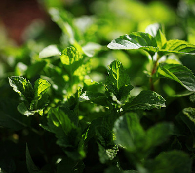 薄荷纯露纯天然野生控油祛痘收缩毛孔去黑头抗敏消炎祛蚊500ml-淘宝网