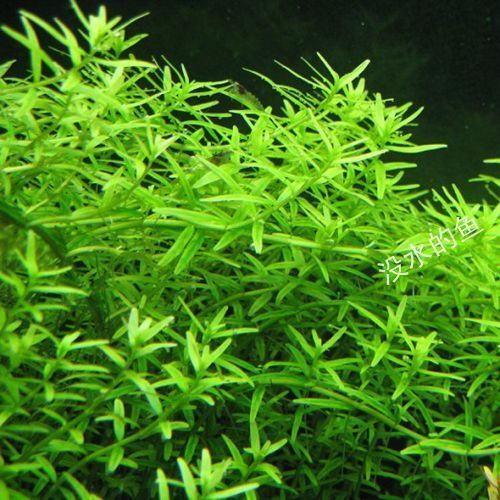 水草绿宫廷草~rotala rotundifolia