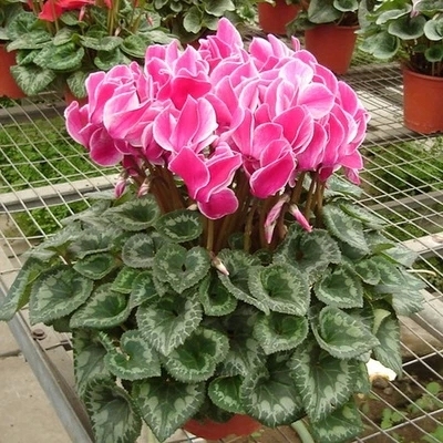 仙客来 室内绿色盆栽 观花植物 仙客来盆栽 年宵花卉 兔子 兔耳花