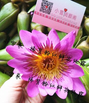 小雪家特供稀有粉红莲花纯露 补水提亮保湿去细纹紧致 镇定舒缓