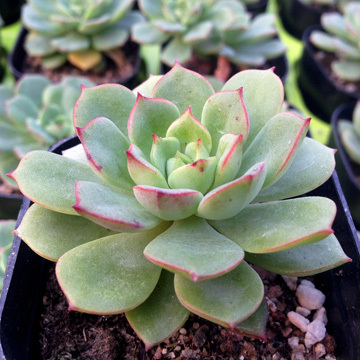 多肉植物红化妆老桩 高端多肉 多头砍头老桩 唯美多肉 品相超好