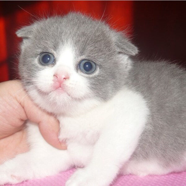 【上海芳芳私家喵屋】蓝白双色折耳 赛级苏格兰折耳猫