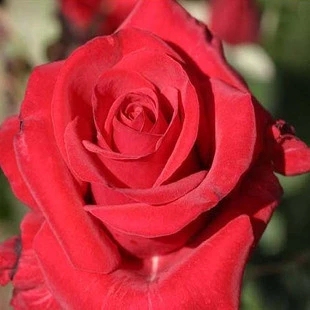 切花系列*红衣主教*红玫瑰 月季花苗 盆栽月季 四季可栽当年开花