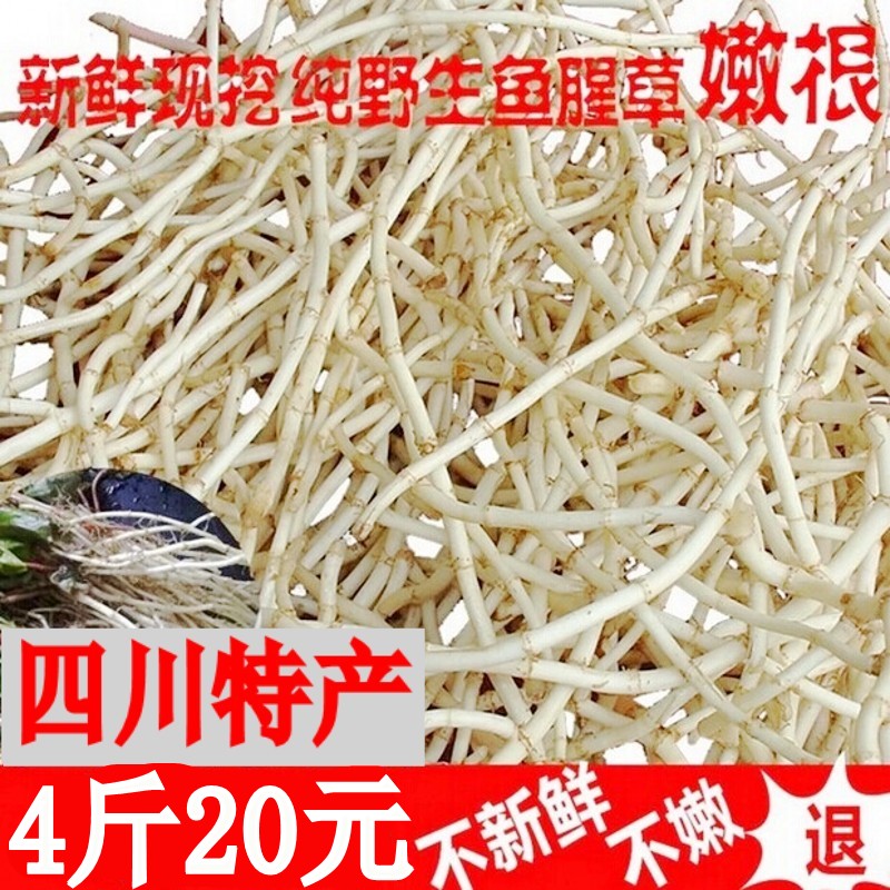 魚腥草,折耳根側耳根野菜豬鼻孔,魚鱗草新鮮新鮮每天現挖