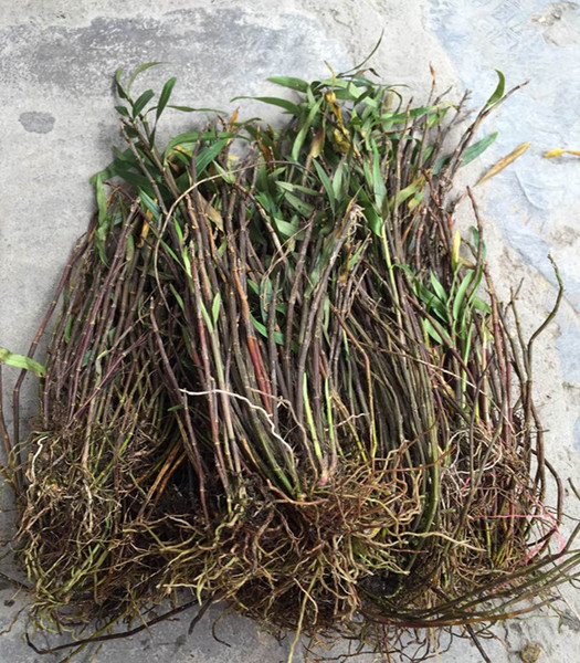 正宗野生铜皮石斛苗1斤铜兰石斛苗兰花盆栽盆景鲜条枫斗铁皮石斛