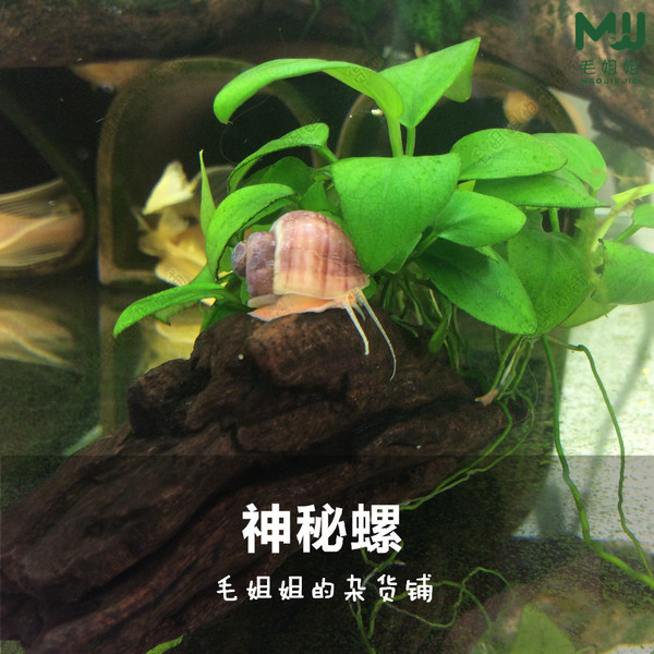囊螺吃水草吗,囊螺可以养吗,囊螺是螺吗(第5页)_大山谷图库