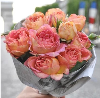 【tomの家】月季 巴黎女人(la parisienne)大花月季