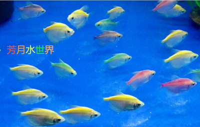 芳月水世界 色彩缤纷彩群鱼热带鱼活体 优惠出