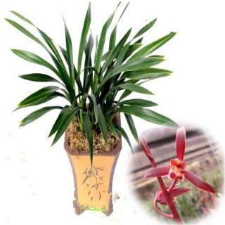 奇趣稀有植物猴面兰花 兰花苗 猴面小龙兰 室内盆栽 办公室 植物