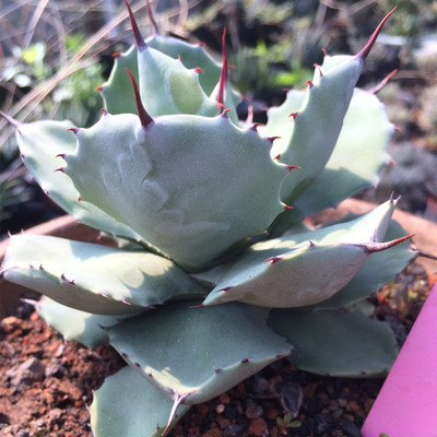 丸叶白肌厚叶雷神 龙舌兰科属 中型高端品种 沙生植物 花卉盆栽