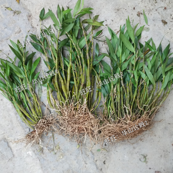 长苏石斛 野生新鲜生货长苏石斛纯唇石斛兰花野生下山货1斤