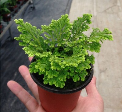 迷你花卉卷柏盆栽植物 九死还魂草 回生草 不死草 复活草 药草