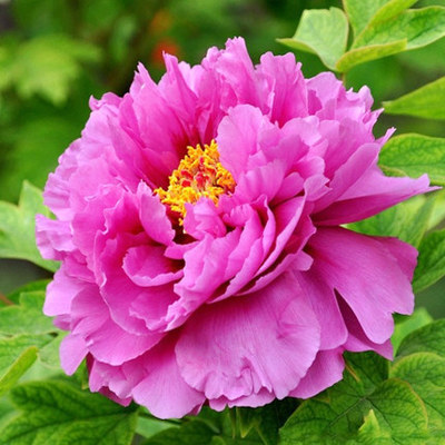 牡丹花种子太阳花草种子赛蔷薇玫瑰月季阳台盆栽庭院四季包邮