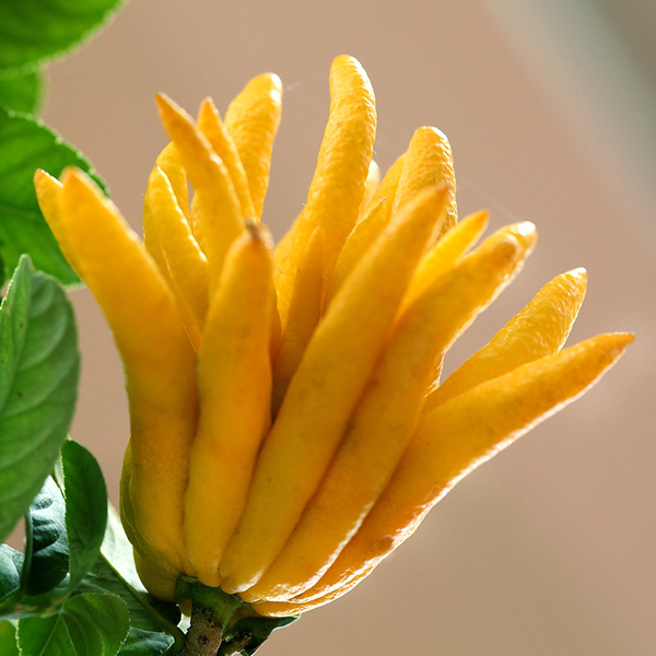 佛手果 金华佛手鲜果 新鲜佛手柑 佛手瓜 1斤 现摘现发