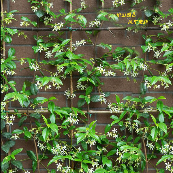意大利络石藤/风车茉莉 香气四溢 花量大 耐热常绿浓香