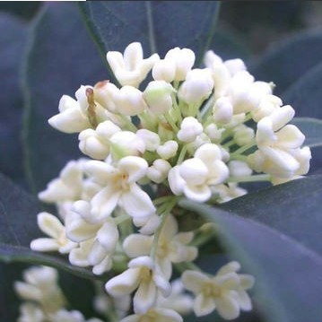 秒杀桂花树 桂花树苗 盆栽桂花 四季桂 四季开花 白色花系花香浓-淘宝