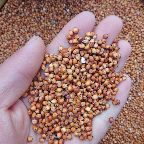 带壳红高粱米 未脱皮颗粒饱满 鸽用杂粮红高粱 鸽饲料 鸽粮 500g