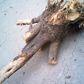 刺鼠李的木质图片