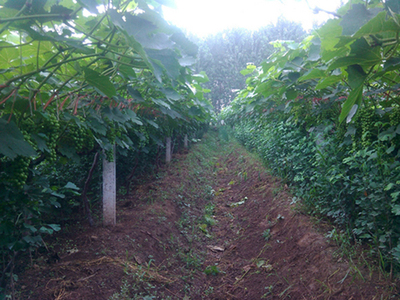 水泥立柱水泥桩葡萄架站柱猕猴桃架子大棚围栏