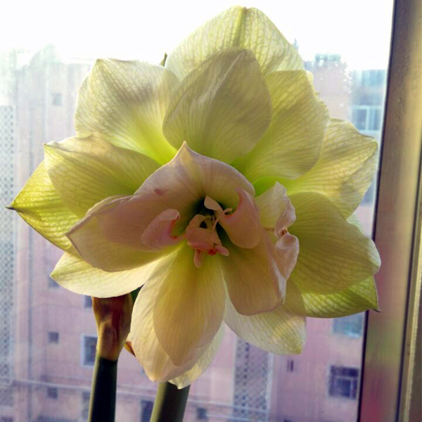 【预定-11月】荷兰洋朱顶红重瓣 玛丽琳 marilyn玛里琳 大花浅绿