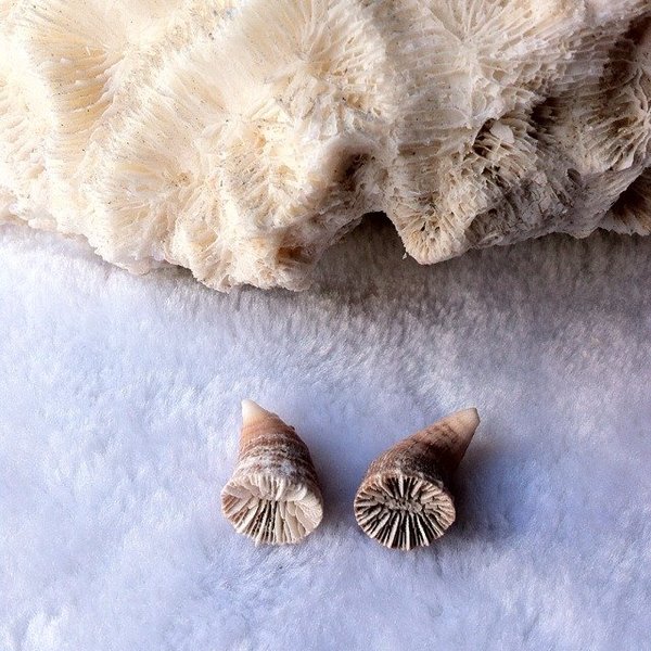 满39元包邮海螺贝壳牛角珊瑚3-4cm地中海家居装饰品鱼缸水族摆件